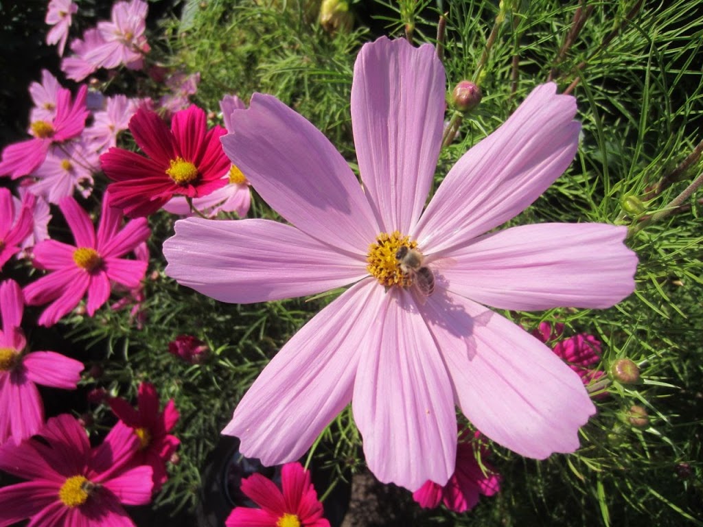 Tuscan Farm Gardens | 6834 Mount Lehman Rd, Abbotsford, BC V4X 2G5, Canada | Phone: (604) 857-1998