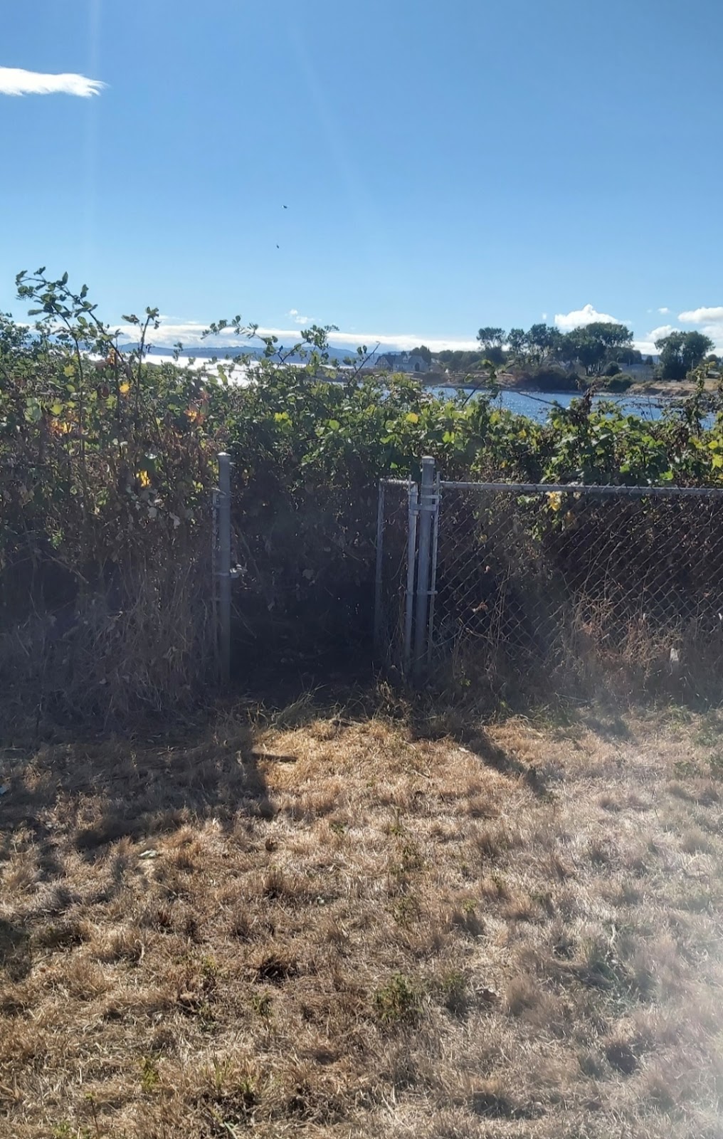 Raven Lawn and Garden | 939 Reeve Pl, Victoria, BC V9A 4R5, Canada | Phone: (250) 857-8206