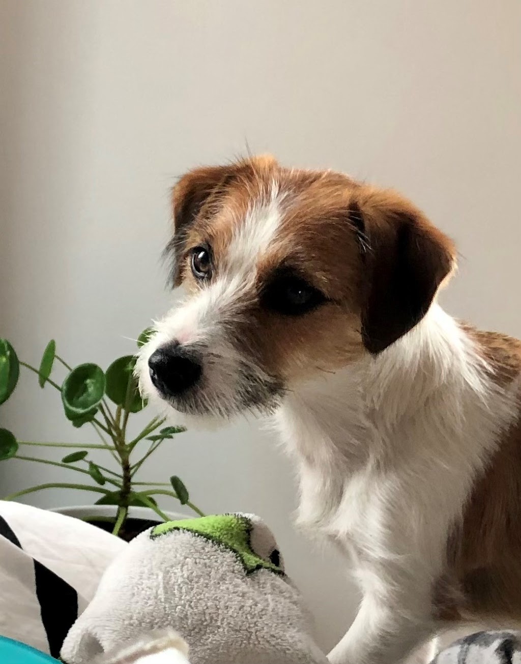 Valentina Jack Russell Terrier | 982 QC-317, Thurso, QC J0X 3B0, Canada | Phone: (819) 983-6665
