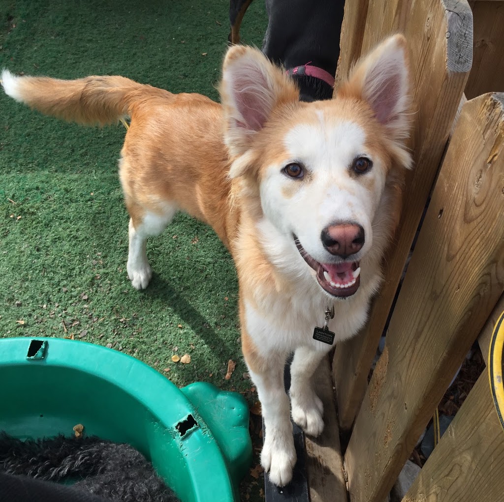 The Den Doggy Daycare | 5325 Harvester Rd, Burlington, ON L7L 5K4, Canada | Phone: (905) 631-5454
