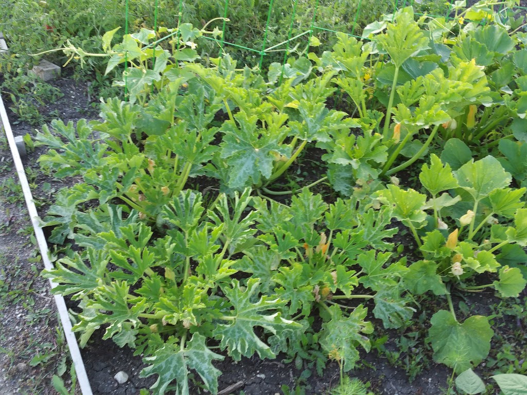 Grow Regina Community Garden | 3500 Queen St, Regina, SK S4S 7K4, Canada
