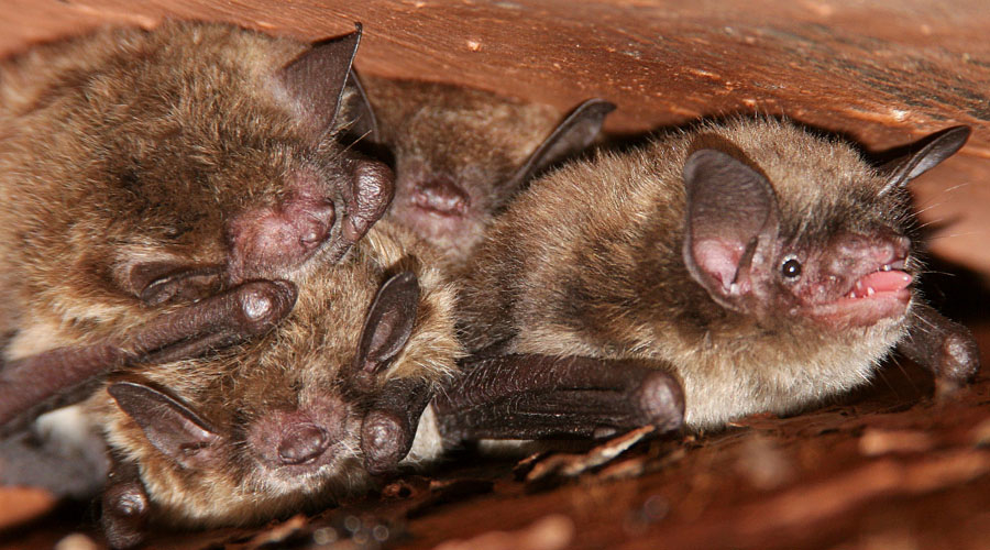 Pest Control Barrie | 454 Bayfield St, Barrie, ON L4M 5A2, Canada | Phone: (705) 812-1412