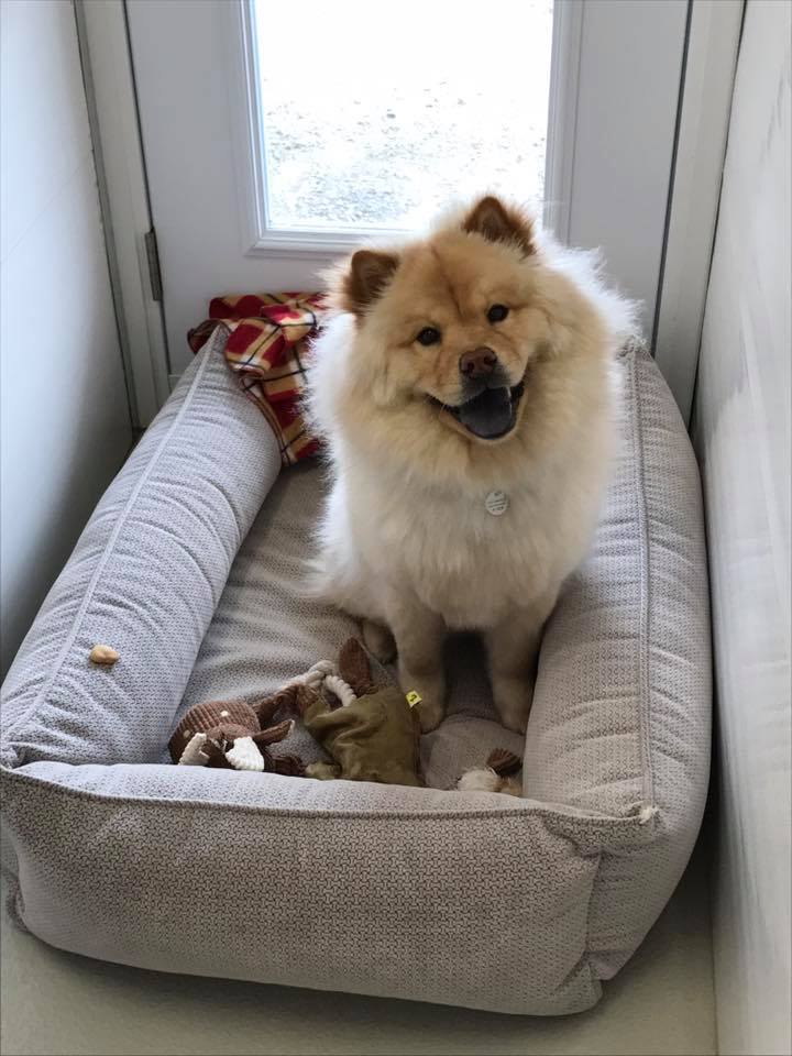 Centre Canin de Trois-Rivières | 8525 Rue Alexandre, Trois-Rivières, QC G9B 2J9, Canada | Phone: (819) 692-7020