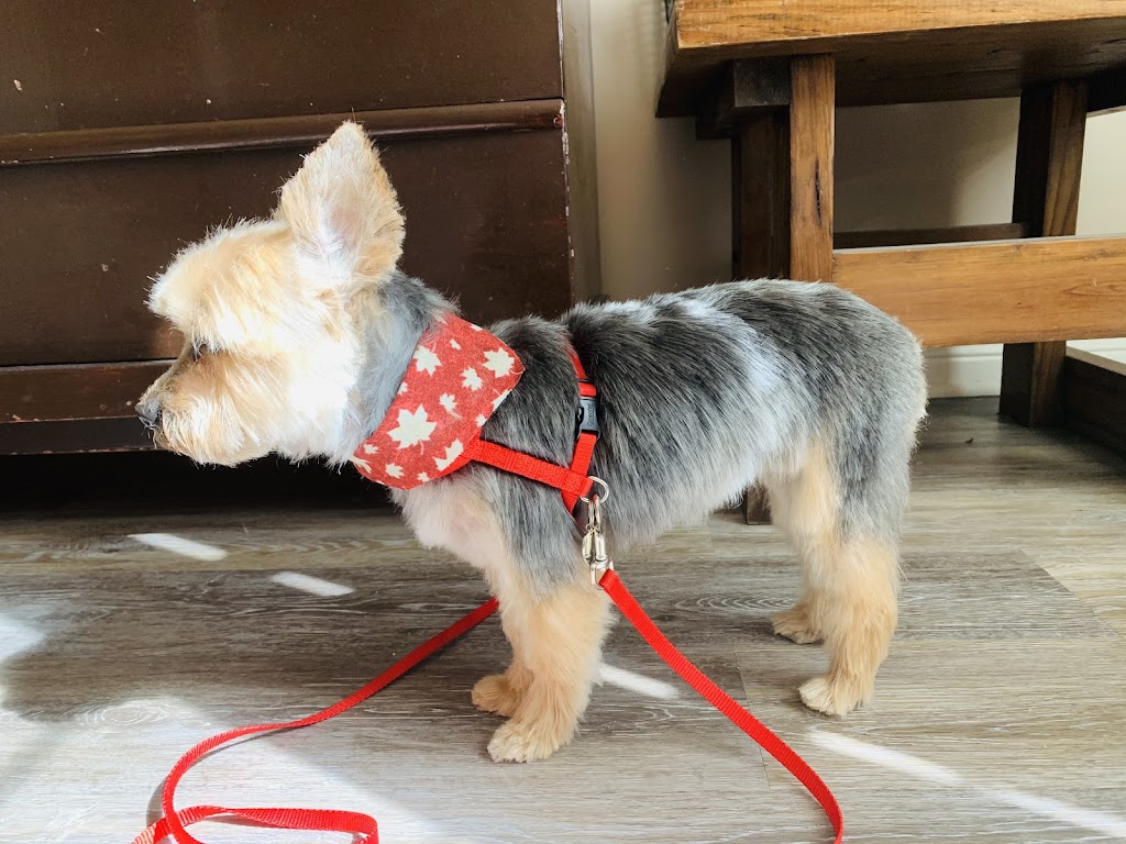 My Fabulous Dog: Dog Groomer | 902 Adirondack Rd, London, ON N6K 4W7, Canada | Phone: (519) 619-8000