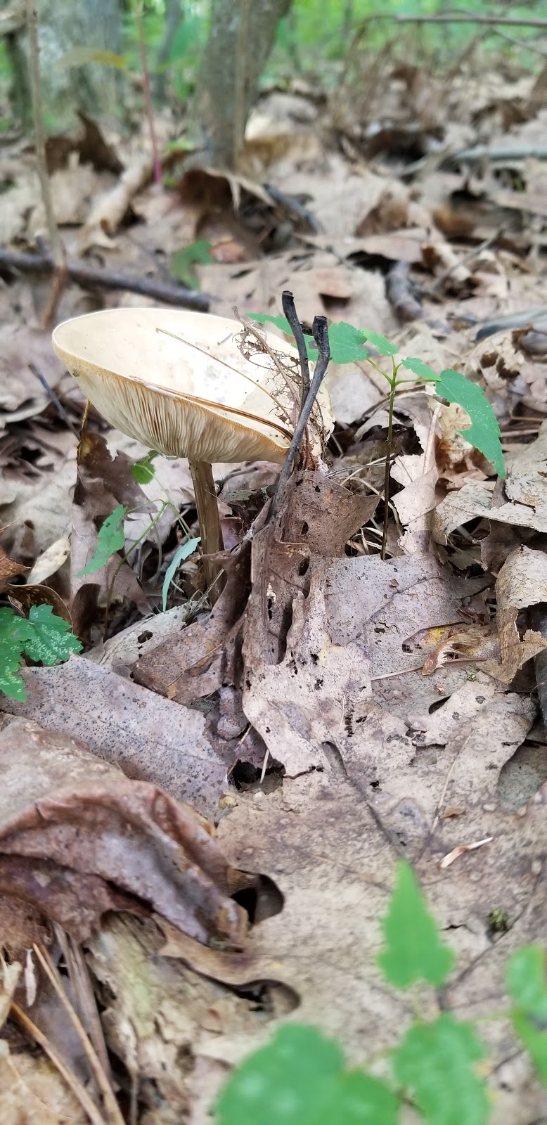 Woodsong County Park | 3494 Abbottsford Rd, North Street, MI 48049, USA
