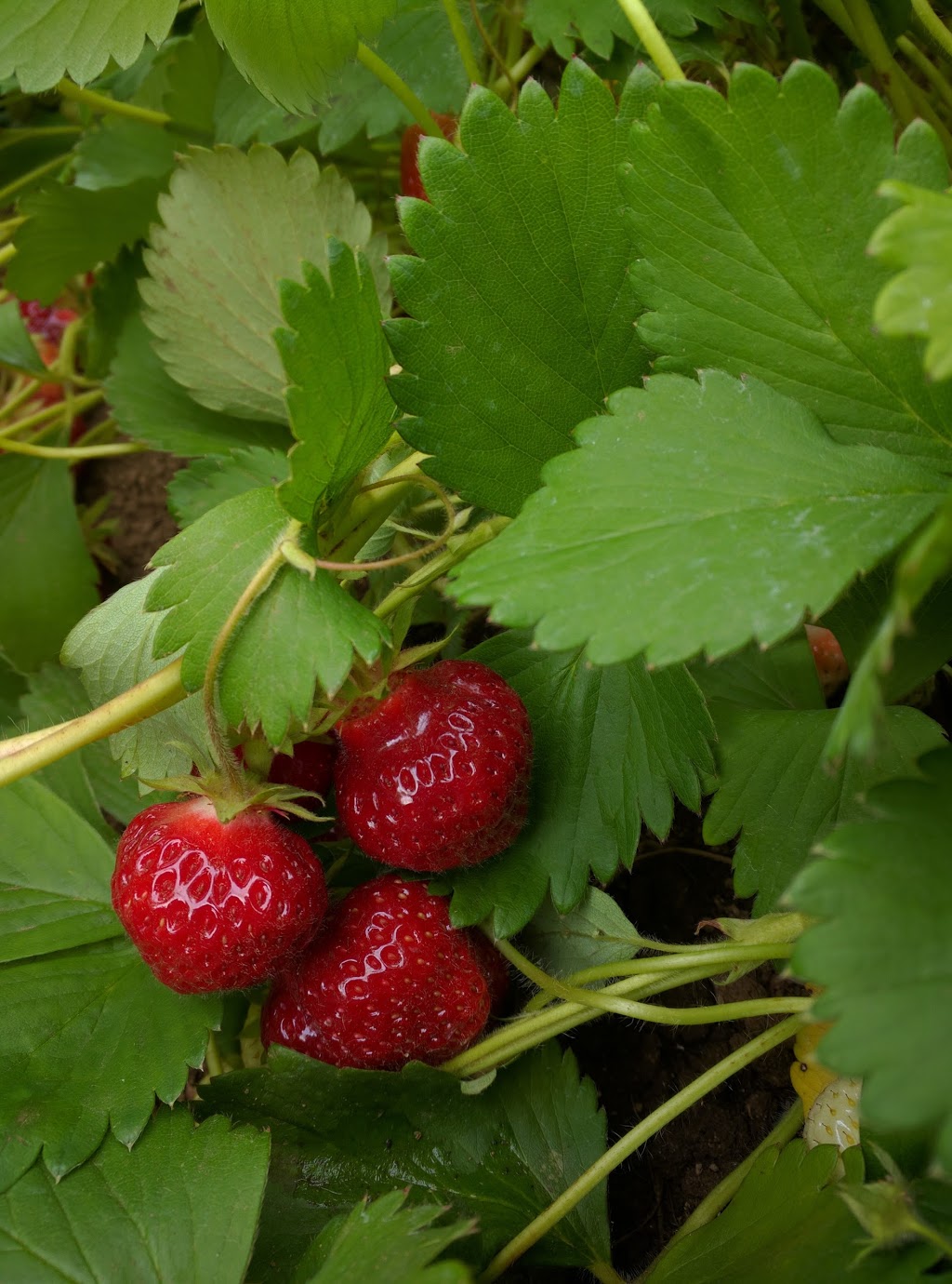 Barbies Berries Seasonal Berry Stand | 7720, 7655 Melody Ln, Ferndale, WA 98248, USA | Phone: (360) 384-1260