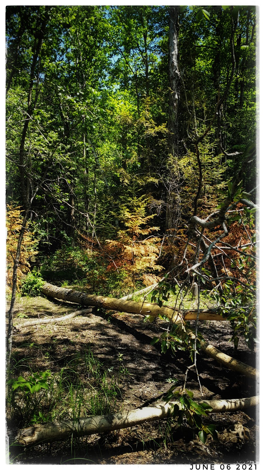 Bognor Marsh Management Area | 104277 Grey County Rd 18, Bognor, ON N0H 1E0, Canada | Phone: (519) 376-3076
