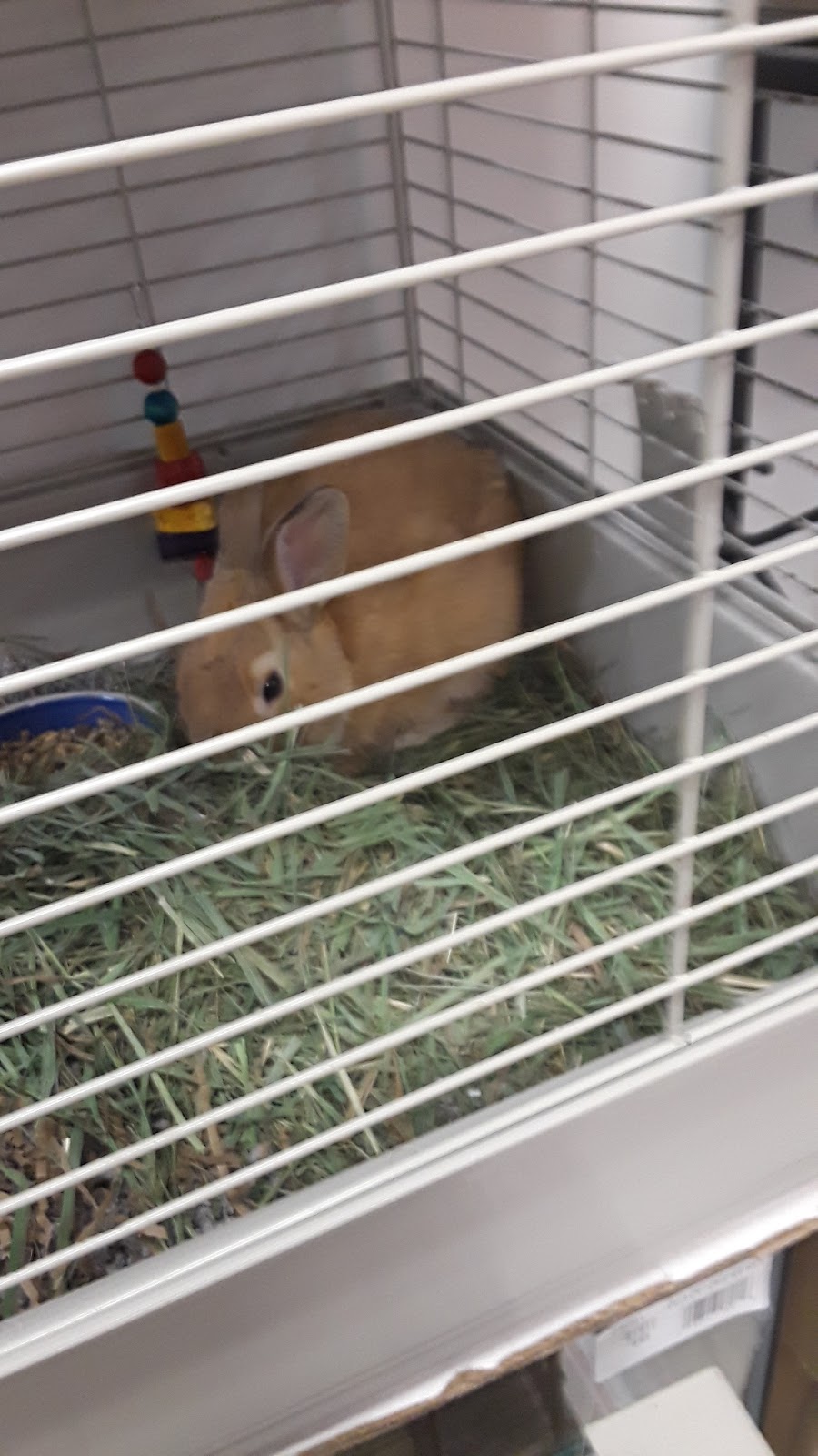 Classic Pet Supply II | 3180 Gratiot Blvd, Marysville, MI 48040, USA | Phone: (810) 364-0200