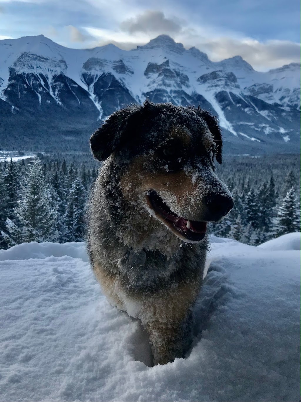 Dogs Of Valhalla | 3707 Kerrydale Rd SW, Calgary, AB T3E 4T3, Canada | Phone: (403) 619-4646