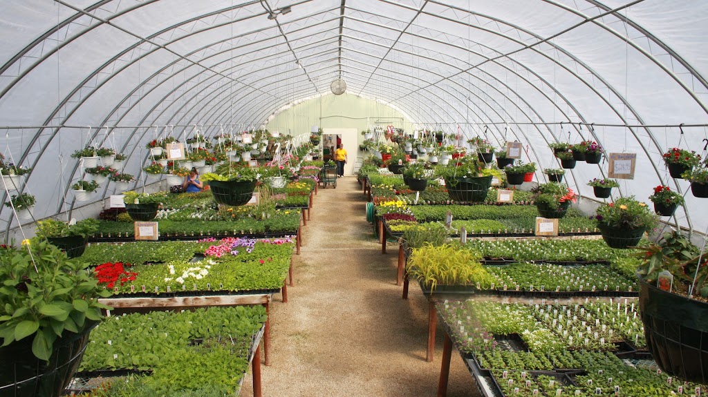 Golden Plains Greenhouse | 43 Hochstadt Dr, Kleefeld, MB R0A 0V0, Canada | Phone: (204) 377-4480