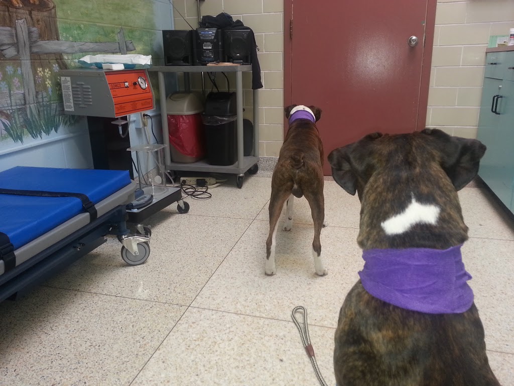 Small Animal Clinic - OVC HSC | 28 College Ave W, Guelph, ON N1G 2W1, Canada | Phone: (519) 823-8830