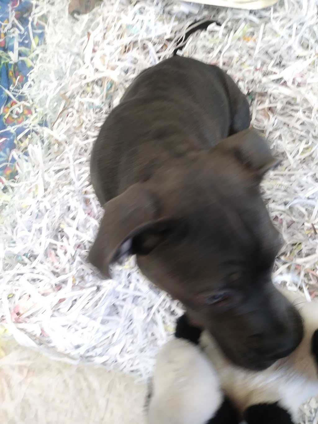 Pet Animal Domain | 437 Boulevard Thibeau, Trois-Rivières, QC G8T 6Y6, Canada | Phone: (819) 371-7707