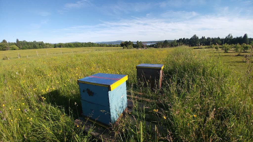 Rayons de Miel | 266 9e Rang, Saint-Adrien-dIrlande, QC G6G 5R6, Canada | Phone: (418) 331-0527