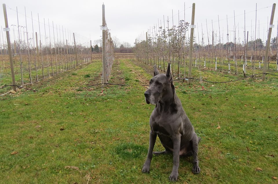 Hounds of Erie Winery | point of interest | 377 7th Concession Rd Enr, Clear Creek, ON N0E 1C0, Canada | 5194209097 OR +1 519-420-9097