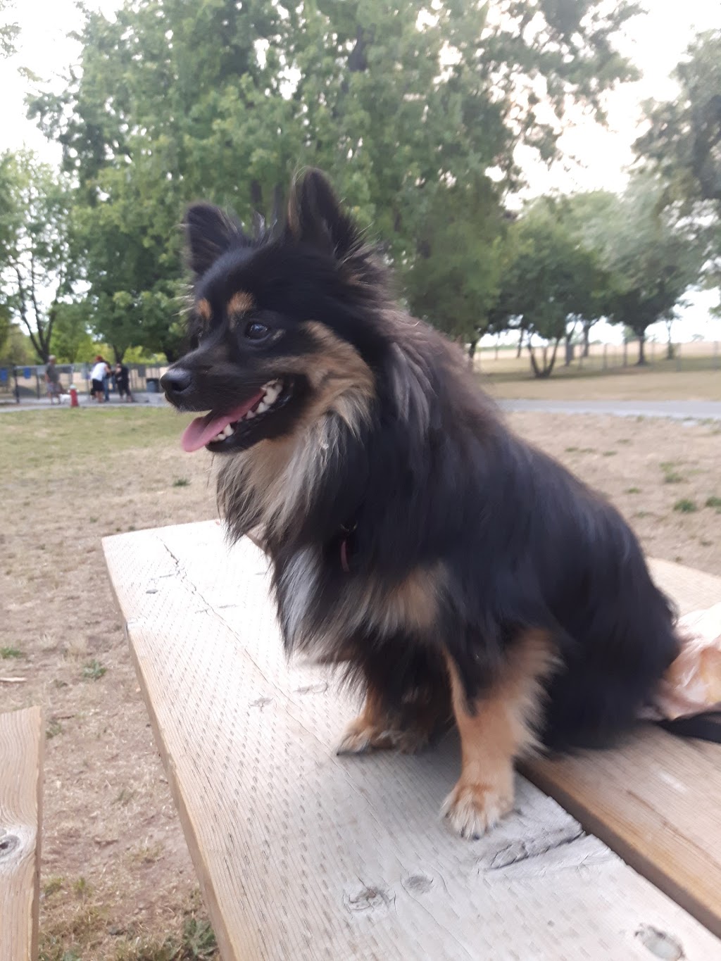 Niagara Falls Dog Park | 2275 Dorchester Rd, Niagara Falls, ON, Canada | Phone: (905) 356-7521 ext. 3330