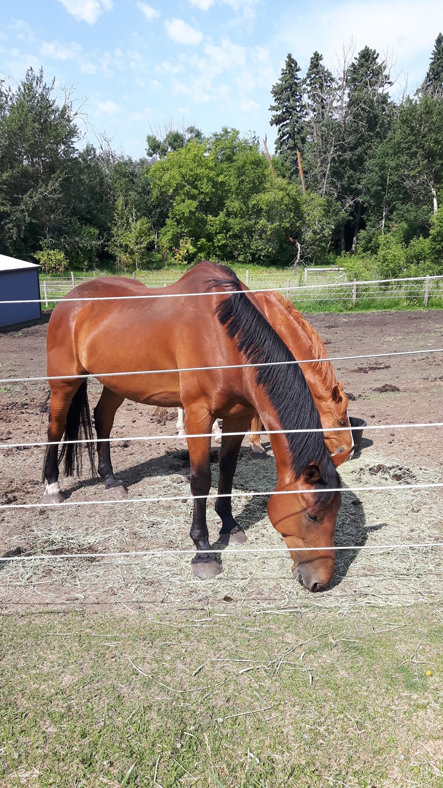 Coal Lake Stables | 48167, Range Rd 235, Millet, AB T0C 1Z0, Canada | Phone: (780) 387-1889
