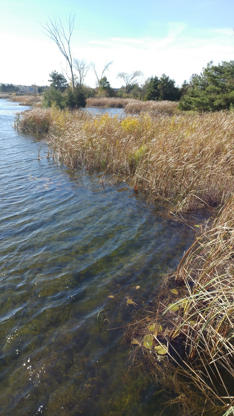 Peaceful Bliss Cottage | 3160 Bruce County Rd 15, Tiverton, ON N0G 2T0, Canada | Phone: (519) 496-2432