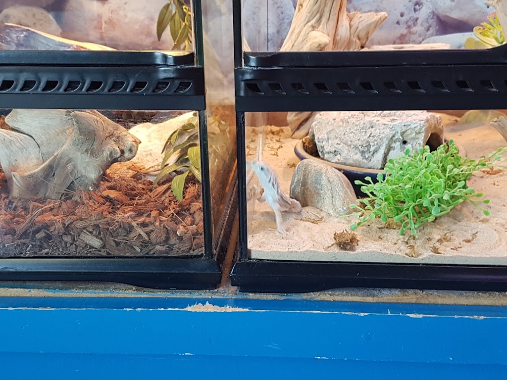 Animalerie Dyno | 79-A Rte du Président Kennedy, Lévis, QC G6V 6C8, Canada | Phone: (418) 833-2550