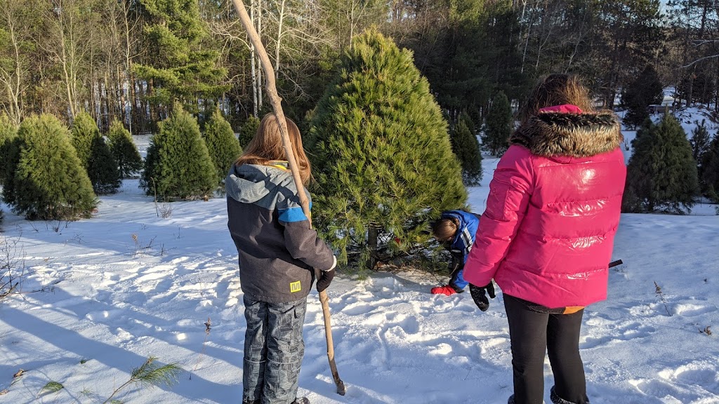 Desroches Tree Farm | 334 Macavalley Rd, Tiny, ON L9M 1R2, Canada | Phone: (705) 549-2271