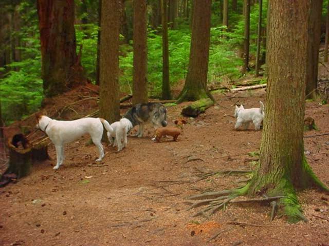 Dash-Hound Pet Services | 1314 Mahon Ave, North Vancouver, BC V7M 3M3, Canada | Phone: (604) 985-0697