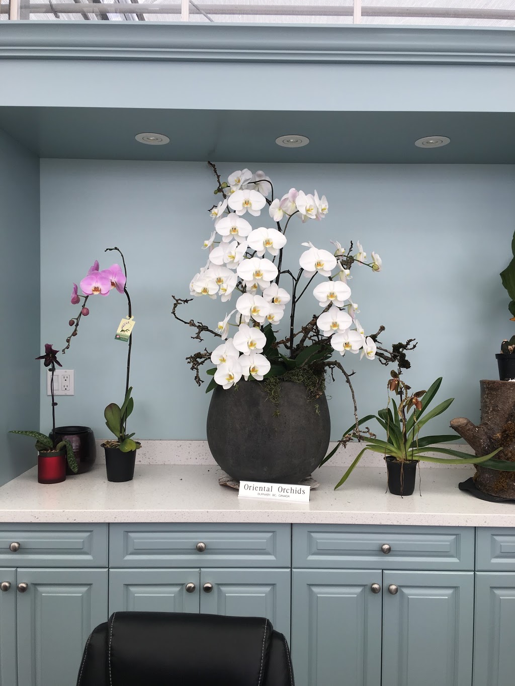 Oriental Orchids Ltd. | 6039 12th Ave, Burnaby, BC V3N 2J2, Canada | Phone: (604) 515-7133