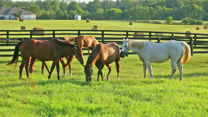 Tani Farms | 2202 Governors Rd, Hamilton, ON L0R 1T0, Canada | Phone: (905) 253-7534