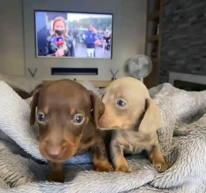 Maria Dachund Puppy Forhome | 5513 Elcho Rd, Wellandport, ON L0R 2J0, Canada | Phone: (416) 242-4378