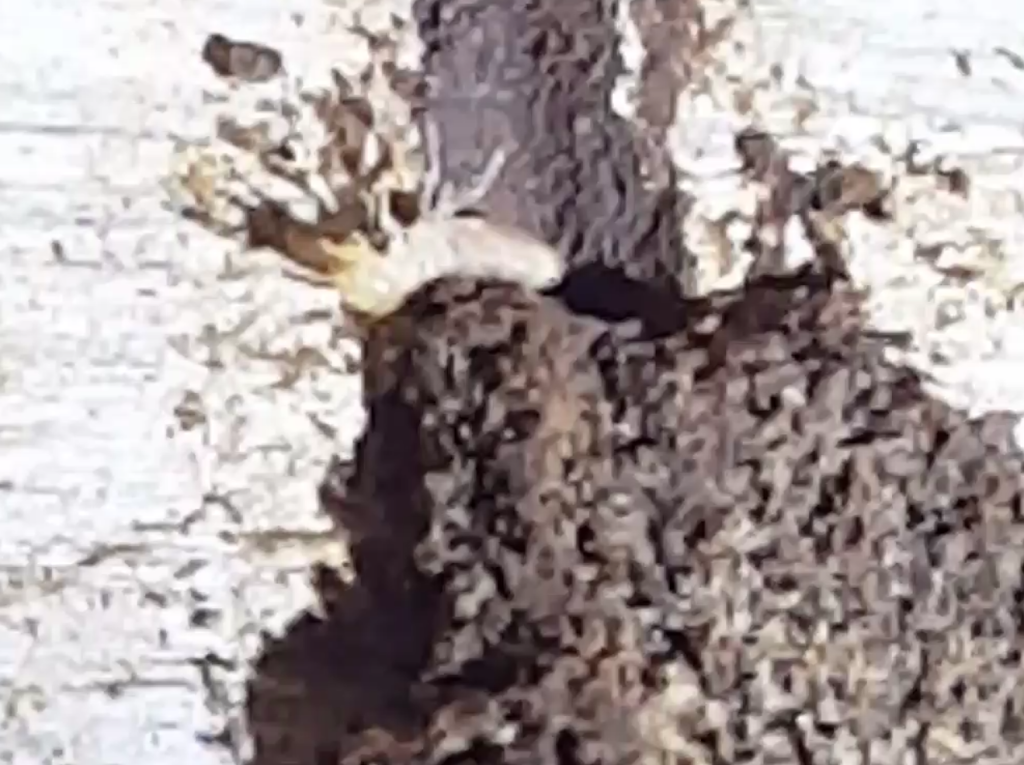 Leos Pest Control LLC. | 7399 Broadbridge Rd, Marine City, MI 48039, USA | Phone: (586) 212-8060