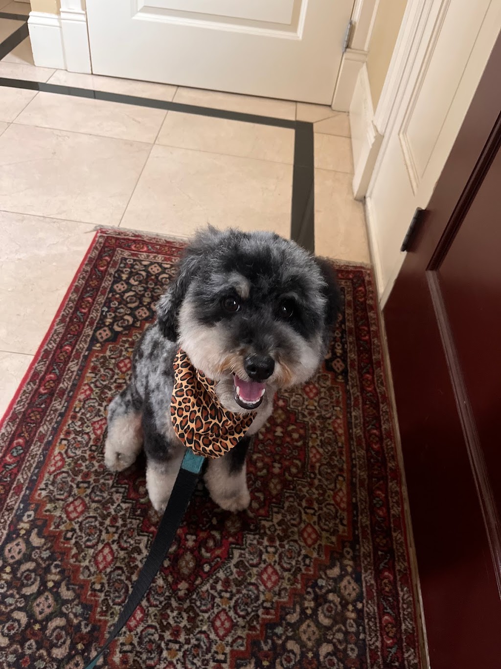 Doggie Care Services | 7059 Victoria Dr, Vancouver, BC V5P 3Y9, Canada | Phone: (236) 889-1026