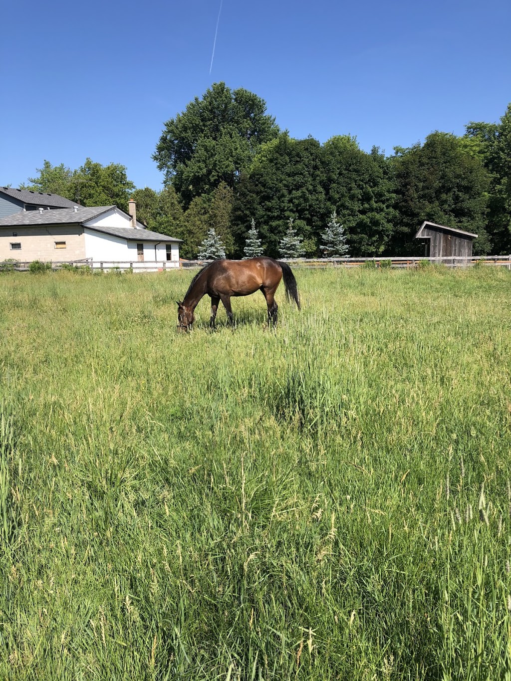 D7 Equestrian | 8285 Guelph Line, Campbellville, ON L0P 1B0, Canada | Phone: (416) 475-3754