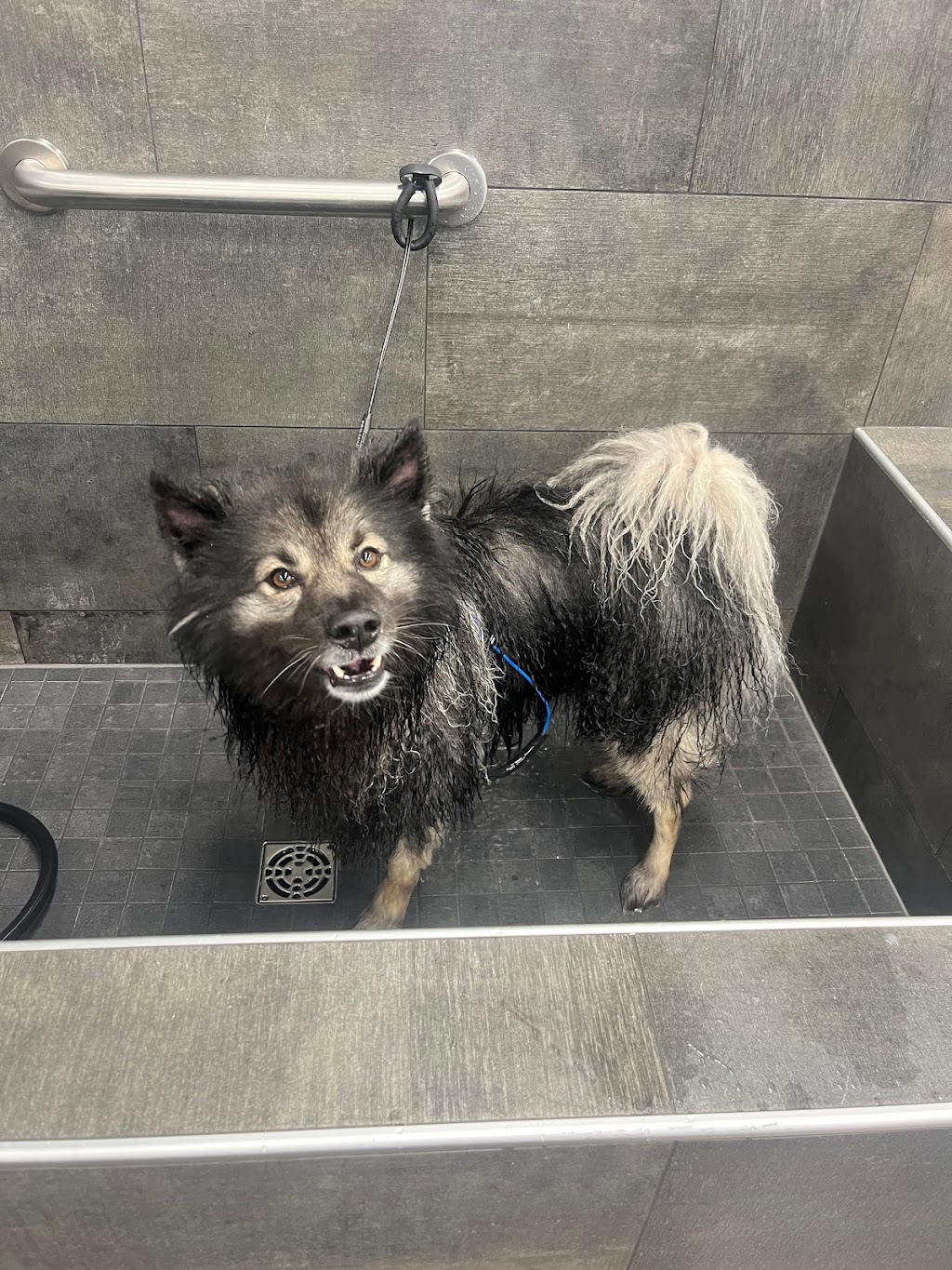 Pet Valu | 325 Main St Unit 3B, Lucan, ON N0M 2J0, Canada | Phone: (519) 227-0669