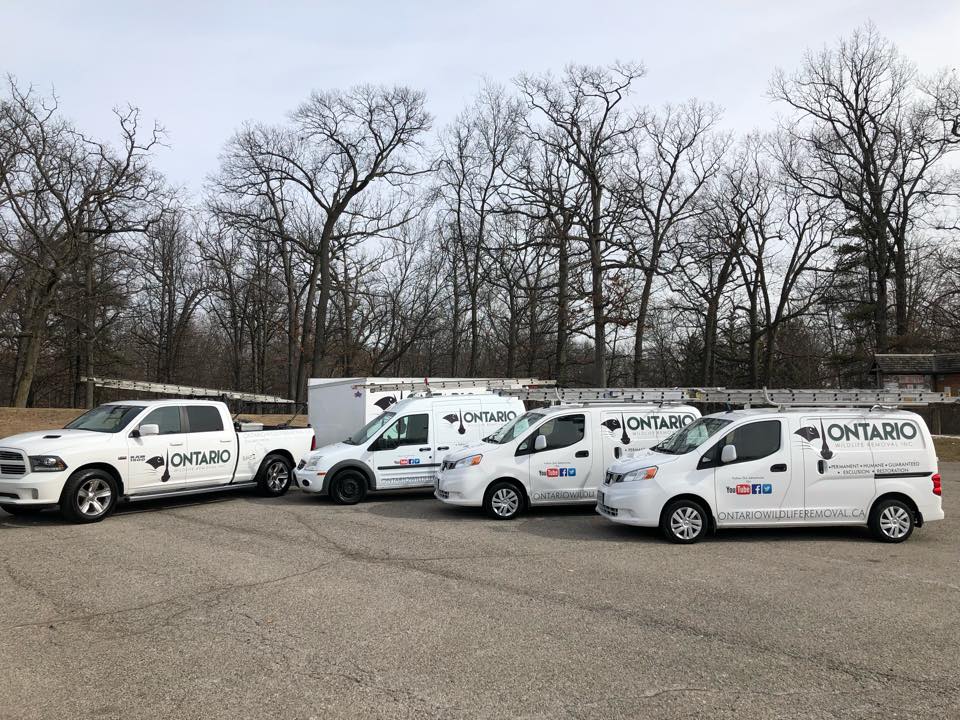 Ontario Wildlife Removal Inc. | 56 Highland Dr, Brantford, ON N3T 0L5, Canada | Phone: (226) 802-9453