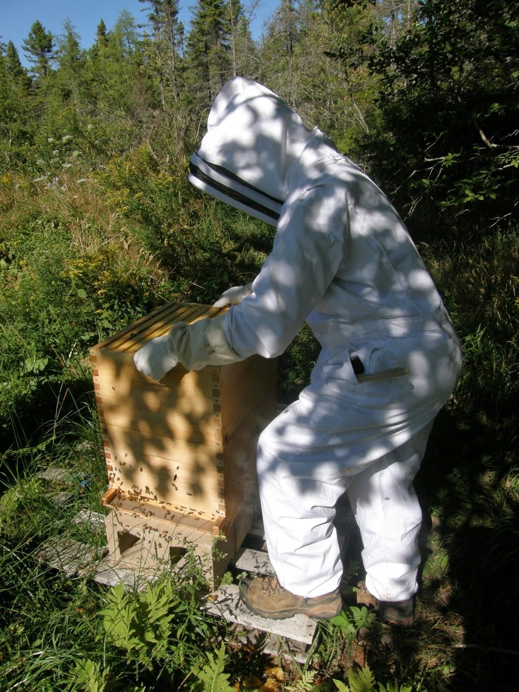 Lahave River Berry Farm Inc. | 5216 NS-332, Middle LaHave, NS B4V 3L9, Canada | Phone: (902) 766-4534