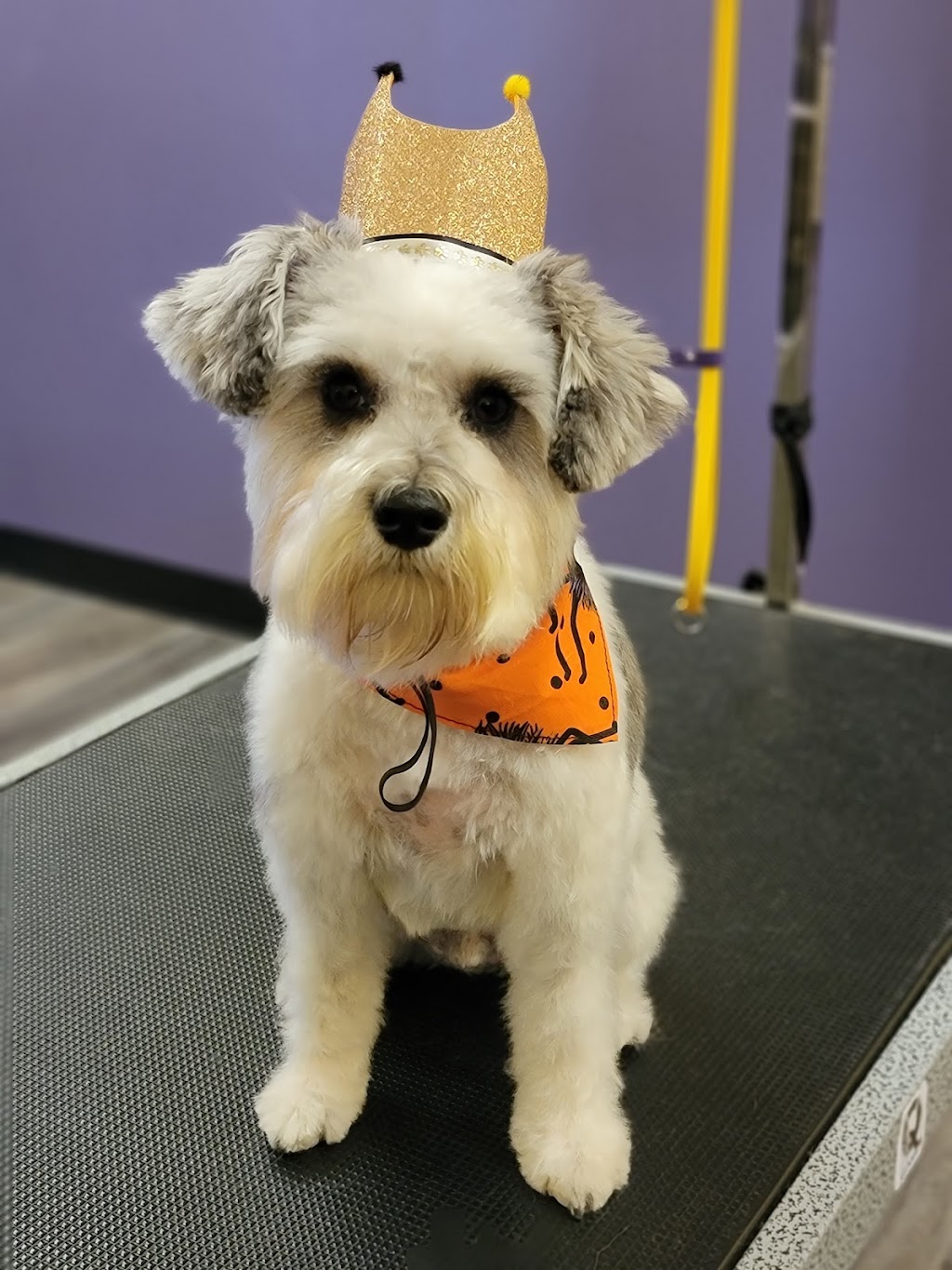 Wizard of Paws | 7 James St, Georgetown, ON L7G 2H2, Canada | Phone: (289) 428-0127