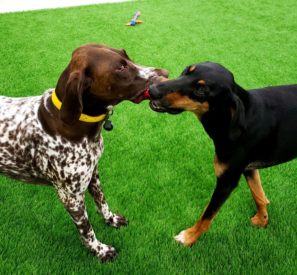 Furbaby Pet Care | 2902 Jasper Ave S, Saskatoon, SK S7J 4L7, Canada | Phone: (306) 912-7783