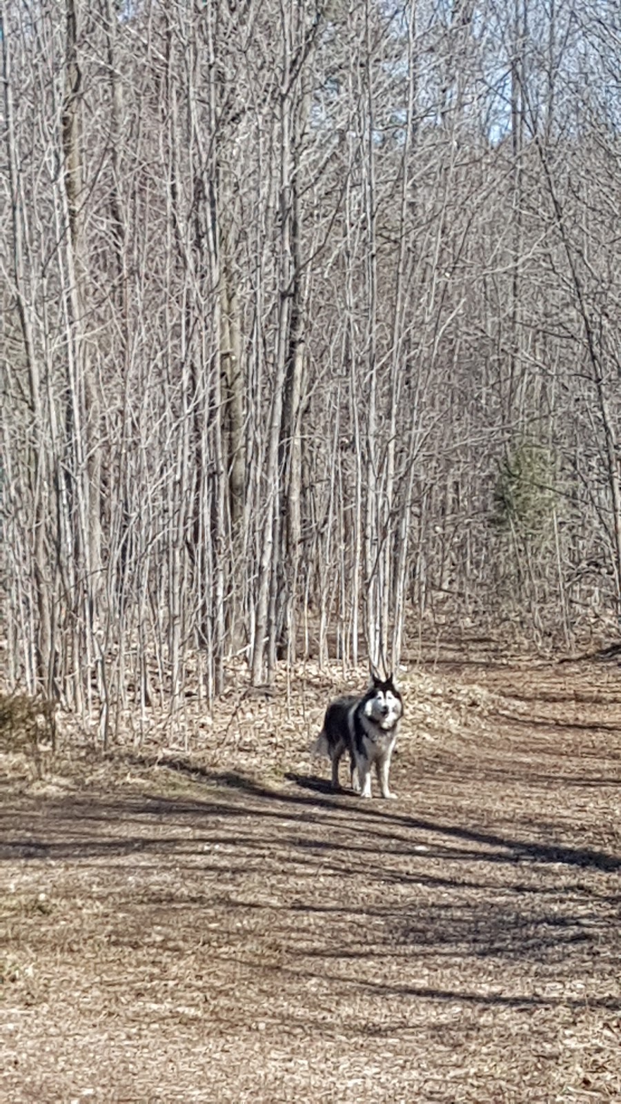 Scout Valley Loop Trail | Old Barrie Rd E, Orillia, ON L0K 2G0, Canada | Phone: (705) 726-9300
