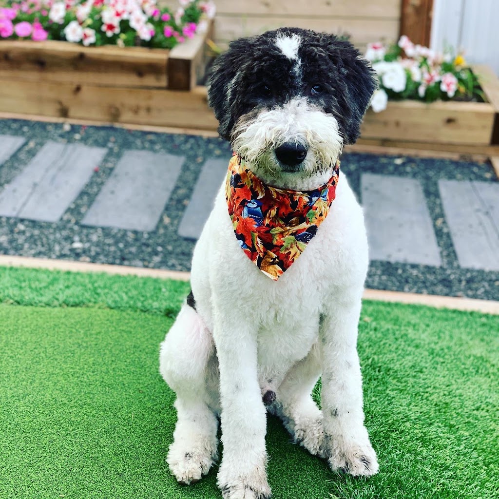 Canine Cuts | 5111 Bowness Rd NW #7A, Calgary, AB T3B 4M9, Canada | Phone: (403) 402-9620