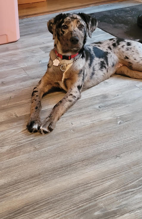 Sisters Doggy Daycare & Boarding | Grattan Rd, Sainte-Anne-de-Kent, NB E4S 1B5, Canada | Phone: (506) 521-0649