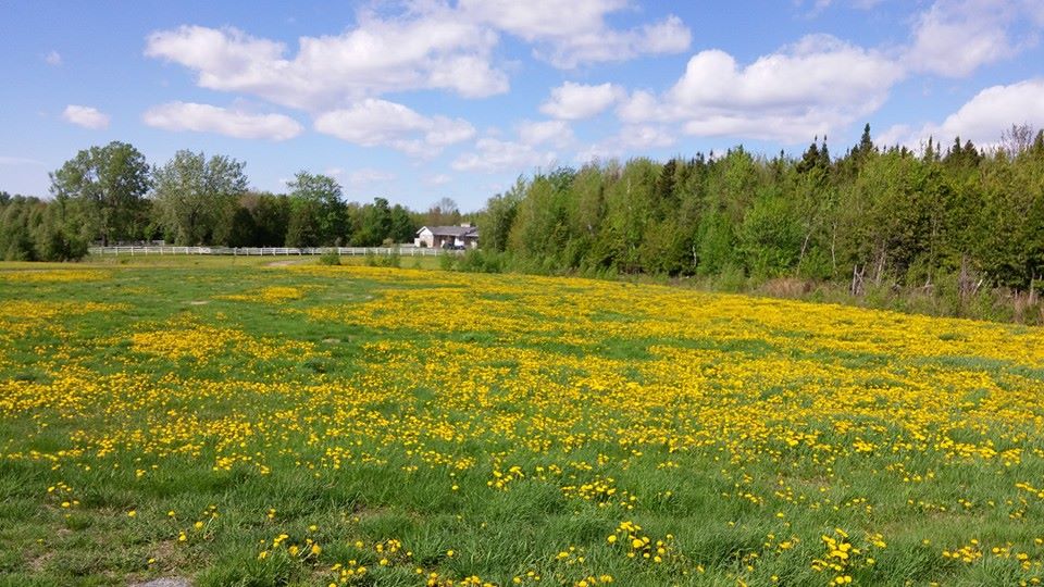Miel Fontaine | 528 3e Rang E, Sainte-Cécile-de-Milton, QC J0E 2C0, Canada | Phone: (450) 375-3388