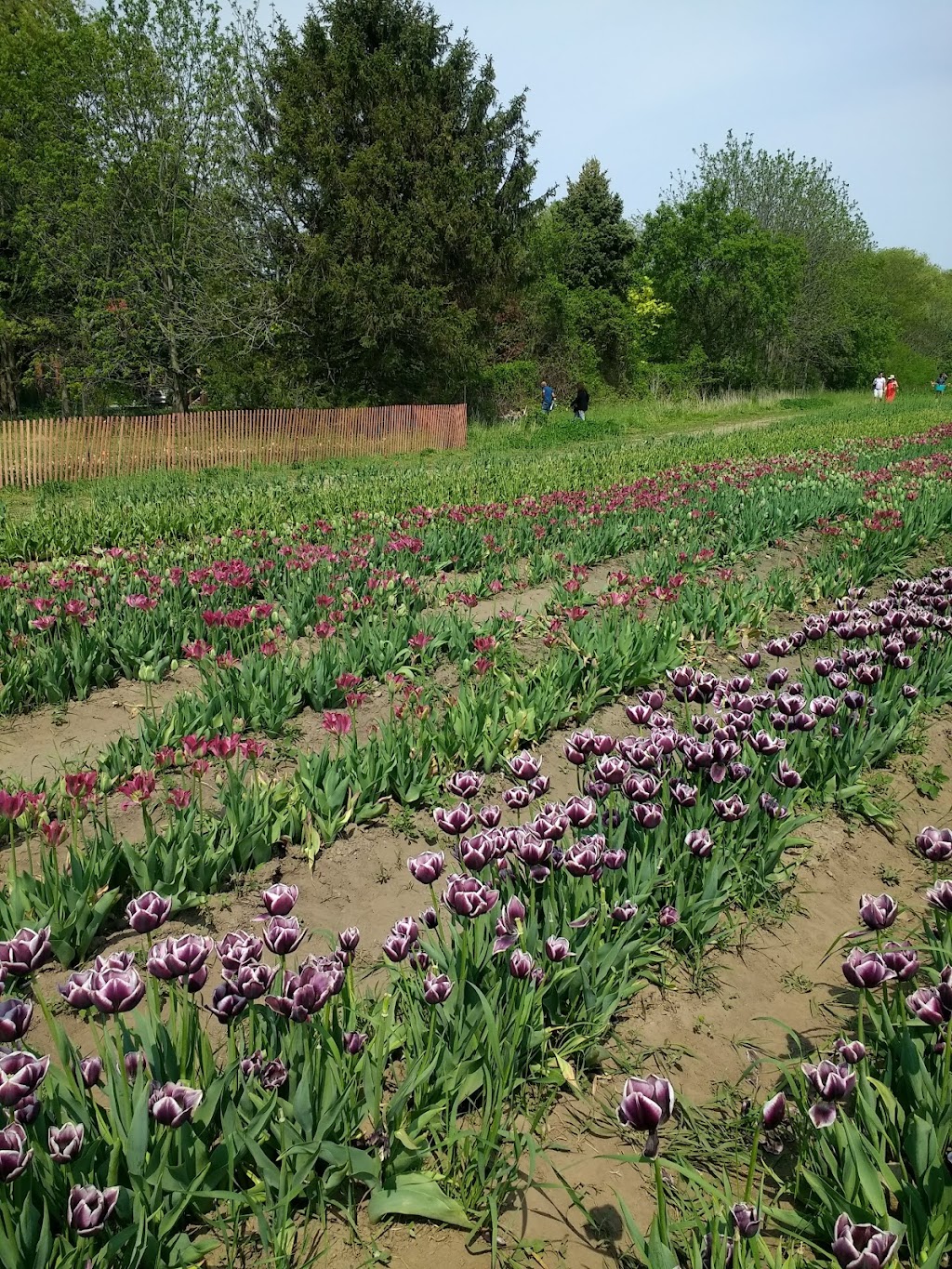 TASC Tulip Pick Farm | park | 1415 Balfour St, Fenwick, ON L0S 1C0, Canada | 8482172661 OR +1 848-217-2661