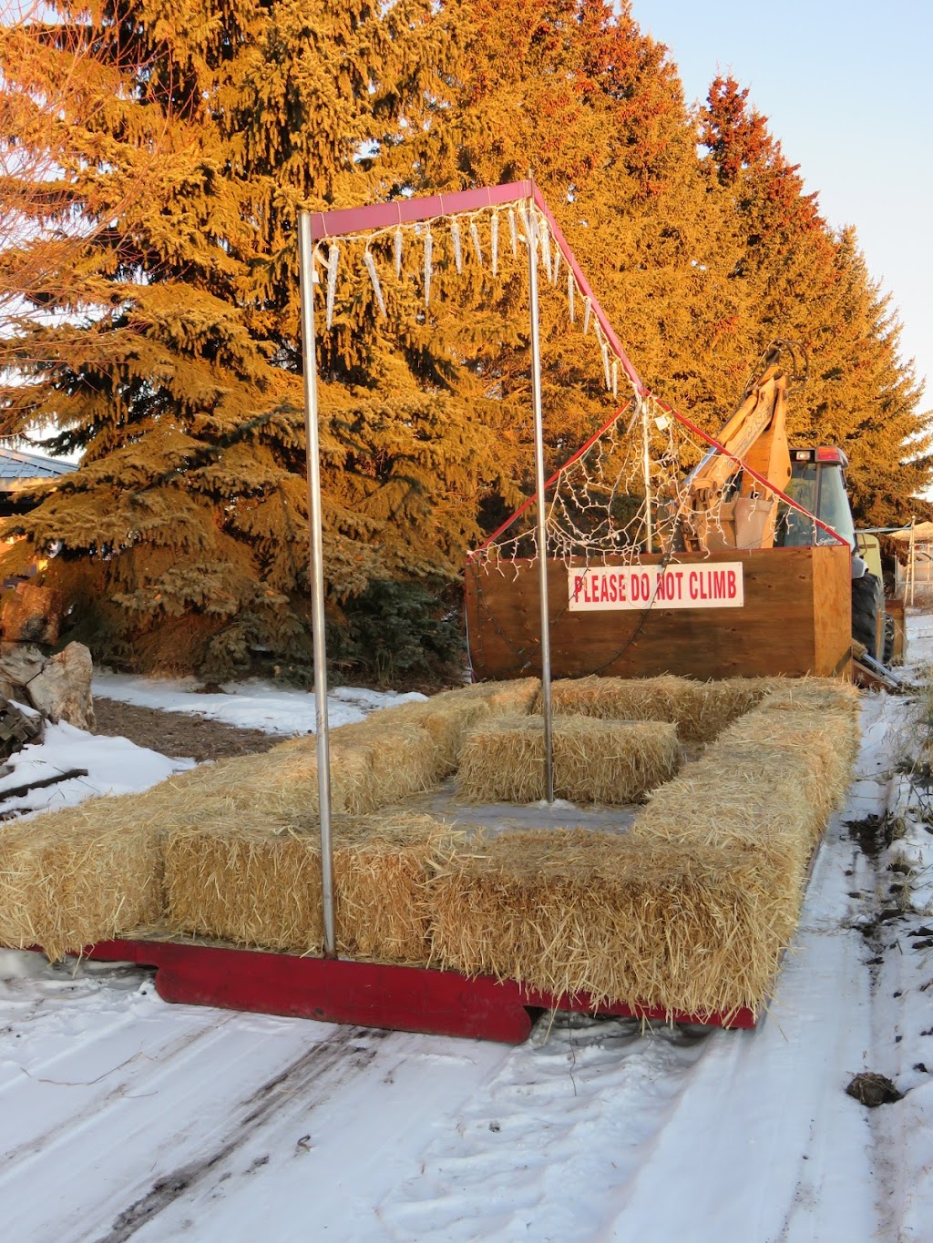R FAMILY CHRISTMAS TREE FARM | 38551, Range Rd 21, AB T4E 2M7, Canada | Phone: (403) 887-5604