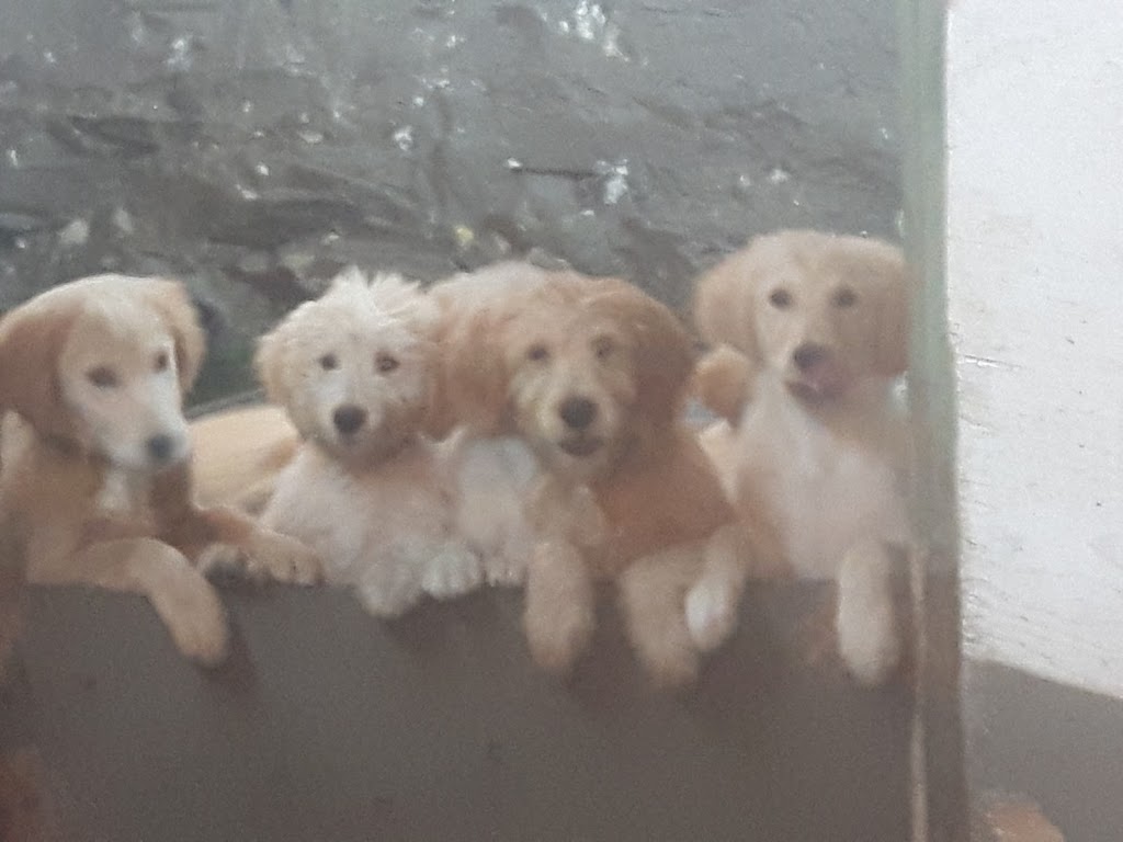 Goldenbreez Kennels | 5790 Wellington County Road 4, Palmerston, ON N0G 2P0, Canada | Phone: (519) 343-3013