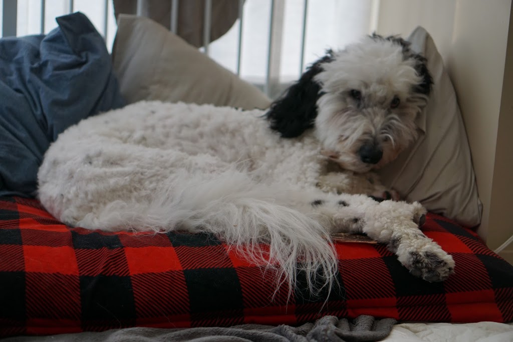 Boundary Bay Veterinary Specialty Hospital | 20434 64 Ave #202, Langley City, BC V2Y 1N4, Canada | Phone: (604) 514-8383