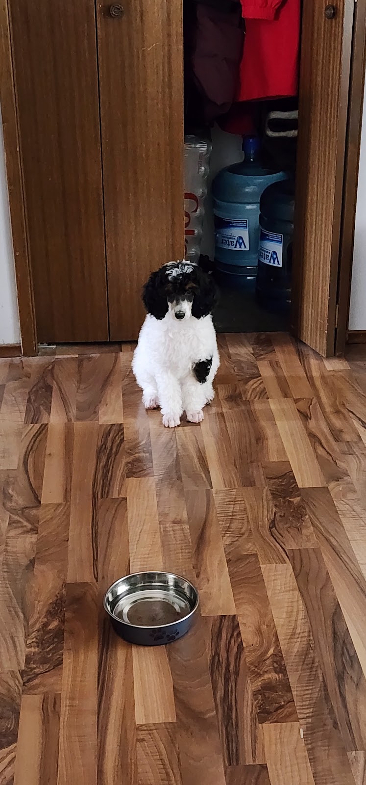 Prairie Poodles | Box 123, Barnwell, AB T0K 0B0, Canada | Phone: (403) 894-7029