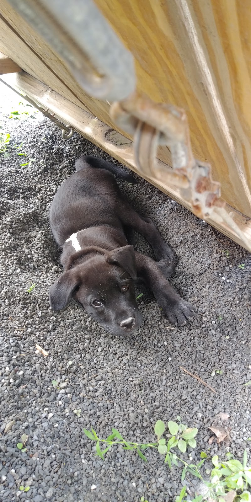 Parc à Chiens | Saint-Georges, QC G5Y 7Y5, Canada | Phone: (418) 228-5555