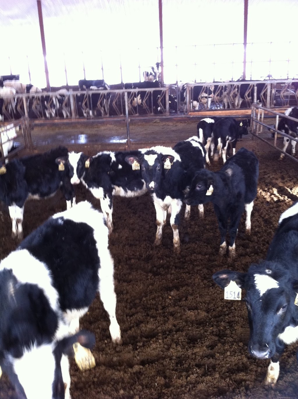 Kamphof Farms Limited | 5705 Townline Rd, Murillo, ON P7G 1M1, Canada | Phone: (807) 935-2802