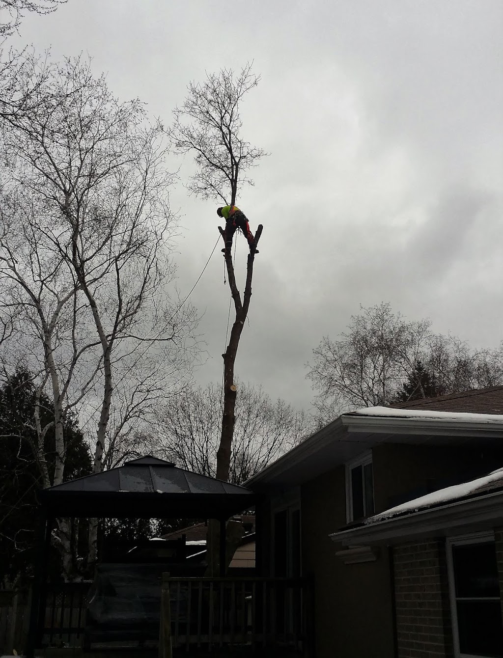 Brads Tree Service | 5413 County Rd 90, Utopia, ON L0M 1T0, Canada | Phone: (705) 607-2684