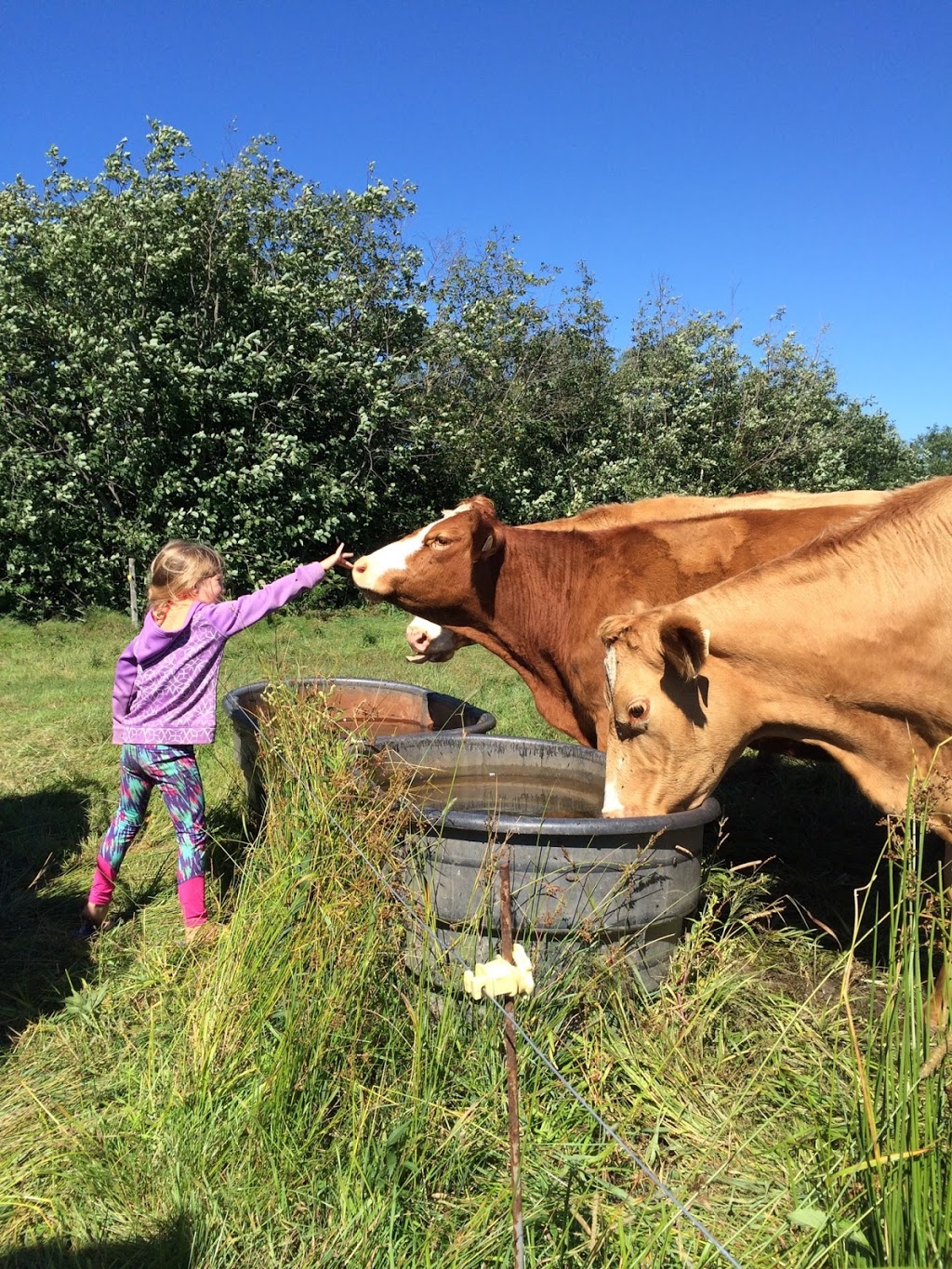 Ferme Patch | 328 Chemin Stagecoach, Brome, QC J0E 1K0, Canada | Phone: (450) 775-8698