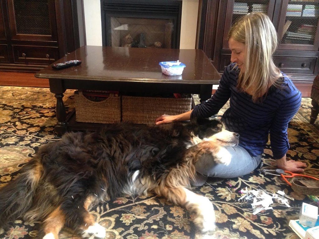 Midtown Mobile Veterinary Hospice Services | 550 Eglinton Ave W, Toronto, ON M5N 3A8, Canada | Phone: (416) 817-3572