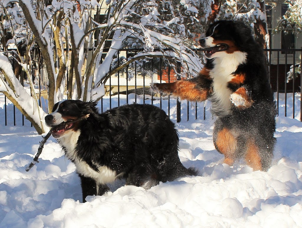 Expert Fence Co | 2889 Southwestern Blvd, Orchard Park, NY 14127, USA | Phone: (716) 675-7737